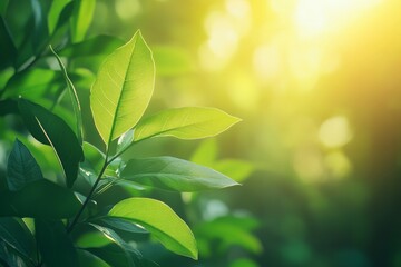 Poster - Sunlight filters through green leaves creating a tranquil nature setting in a forest during the early morning