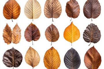 Aufkleber - Autumn leaves collection showcasing various shapes and colors of foliage found during fall season