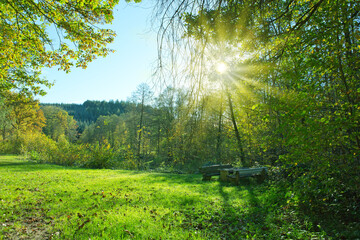 Wall Mural - Summer forest with bright sun shining through the trees.