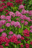 dianthus flowers in the garden