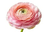A breathtaking pink ranunculus blooms, isolated against a pure white backdrop.  High-resolution floral photography.