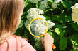 © Dmitry Naumov - Curious child observing blooming hydrangeas through a magnifying glass in a summer garden