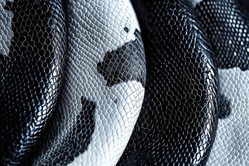 Poster - Minimalist snakeskin texture in monochromatic shades for modern fashion branding
