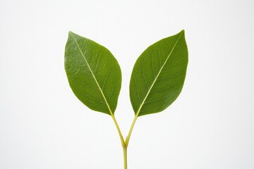 Poster - minimalist representation of cloning with two identical leaves growing symmetrically from single stem against clean