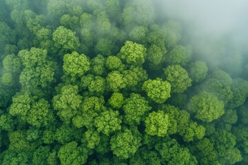 Poster - aerial view of dense green forest with morning mist rolling over treetops