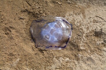 Canvas Print - Beached jellyfish in Costa Brava beach, Spain