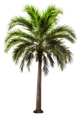 Poster - PNG  Adonidia palm tree plant white background tranquility.