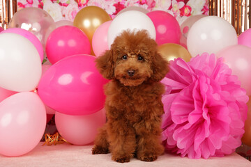 Sticker - Poodle puppy sitting among balloons