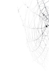 Isolated fragile spider web