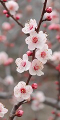 Canvas Print - A close up of a branch with pink flowers. The flowers are small and clustered together. The branch is thin and delicate, with a light pink hue