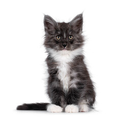 Wall Mural - Handsome black smoke with white Maine Coon cat kitten, sitting up facing front. Looking straight to camera. Isolated on a white background.