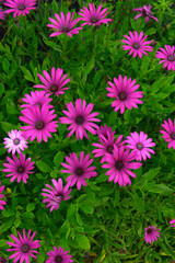 Wall Mural - Close up of Purple Gazania