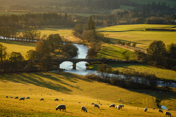 Wall Mural - elevated view of river tweed flowing through farmland at peebles. the river tweed is 97 miles long f