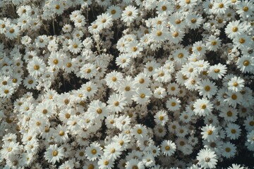 Wall Mural - White flowers with yellow centers