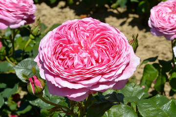 Canvas Print - Vibrant blooming rosebud in a sunlit garden