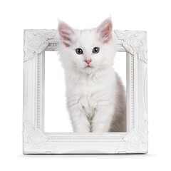 Wall Mural - Cute solid white Maine Coon cat kitten, sitting in empty photo frame. Looking above camera. Isolated on a white background.