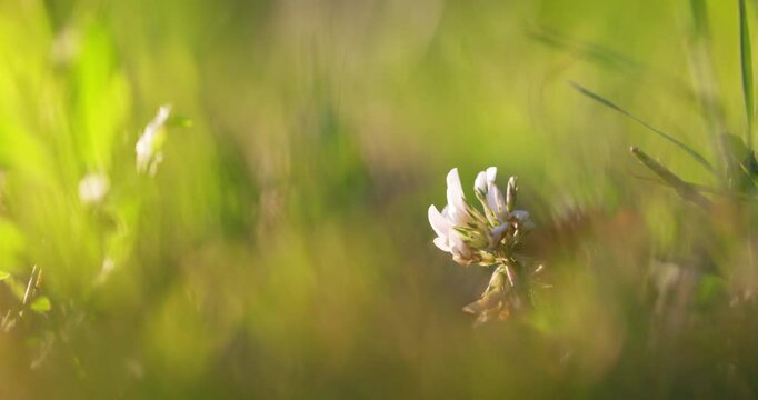 Fototapete -  - Landscape, nature, wildlife macro. White-pink clover flower on lawn in green grass closeup. Natural background. Macro landscape, beautiful view on sunset. Environment and ecology.