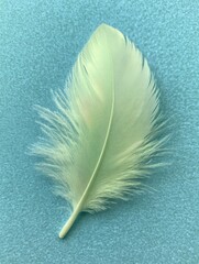 Poster - White Feather on Blue Surface