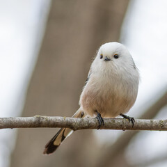 Wall Mural - Long-tailed tit, Aegithalos caudatus. A bird sits on a branch