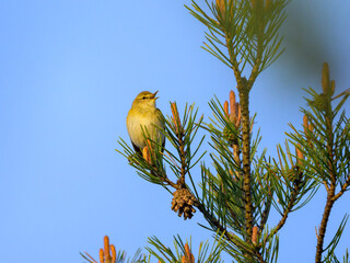 Poster - A Willow Warbler sitting on a twig