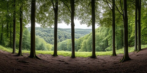 Poster - Forest trees frame valley view, nature scene