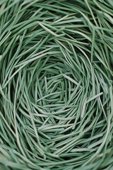 Canvas Print - Green grass nest, textured background, close-up