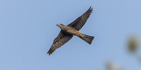 Wall Mural - Hawk soaring, clear sky, blurred background, nature