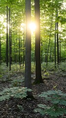 Poster - Sunlit Forest Trees, Nature, Summer, Sunlight, Peaceful Background