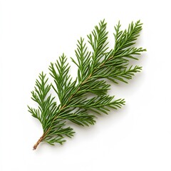 green tree branch with cedar leaf isolated on a white background in high resolution detail