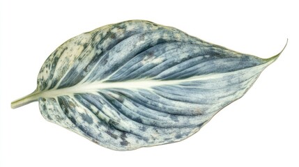 Poster - Hosta Leaf Isolated on White Background Displaying Unique Textures and Colors for Nature and Gardening Themes