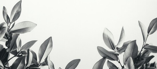 Poster - Black and White Greenwood Social Media Background with Empty Text Space Ideal for Elegant Branding and Promotional Content