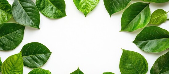 Poster - Tropical Green Leaves Border on White Background Ideal for Art Projects and Decorative Wallpaper with Space for Text and Designs