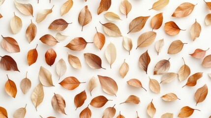 Poster - Horizontal arrangement of assorted brown and gold leaves on a bright white background creating a natural and elegant fall aesthetic