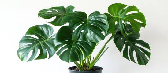 Poster - Monstera Deliciosa leaves in a pot against a white background with ample space for text and captions in a bright indoor setting.