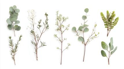 Poster - Diverse collection of natural branches and greenery arranged on a white background for seasonal or botanical design concepts