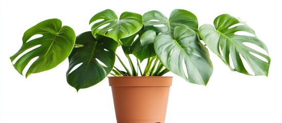 Poster - Monstera Deliciosa plant with vibrant leaves in a terracotta pot on a white background ideal for text overlay and botanical designs