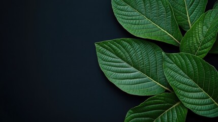 Poster - Guava Leaves Isolated on Dark Background Tropical Green Foliage in Landscape Orientation with Copy Space for Text or Design
