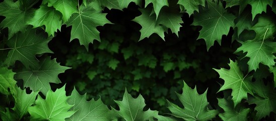 Poster - Isolated green maple leaves with alpha channel on dark background perfect for seasonal themes and text placement in nature-related designs