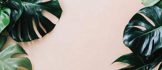 Poster - Monstera plant leaves isolated on light background with ample space for text design or decoration purposes