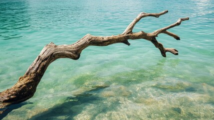 Poster - Driftwood Tree Branch Emerging from Crystal Clear Water on Serene Beach Creating a Tranquil Natural Background for Graphic Use