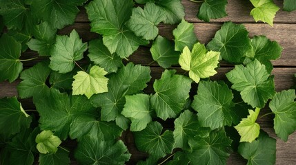 Poster - Lush green vine leaves on a rustic wooden background creating a natural and serene atmosphere for design and decor purposes.