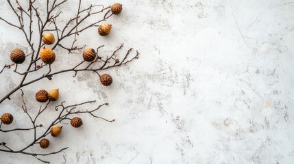 Poster - Natural still life composition featuring acorns and dry branches on a textured white background for a minimalist aesthetic.