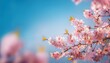© MHC_Design - beautiful cherry blossom in springtime on blue sky background with space for text