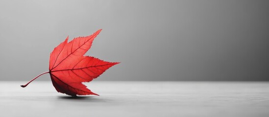 Poster - Vibrant Red Leaf on Grayscale Background with Space for Text Highlighting Nature and Minimalism