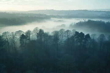 Wall Mural - Misty morning landscape serene forest view