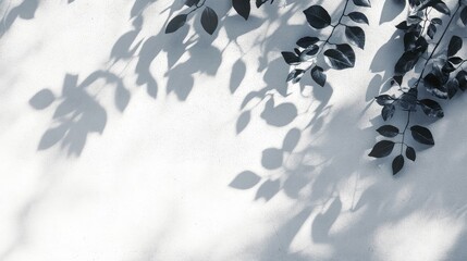 Poster - Natural leaf shadows creating intricate patterns on a white wall, perfect for design and artistic backgrounds.