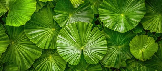 Poster - Lush green palm leaves creating a vibrant natural background with ample empty space for text or design elements in a lush garden setting.