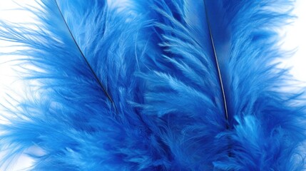 Poster - Vibrant close-up of soft fluffy blue feathers against a clean background ideal for product design and text placement.