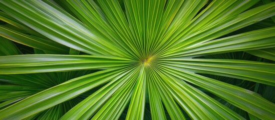 Poster - Lush green palm leaves creating a natural backdrop with ample empty space for banners and text in a vibrant garden setting.