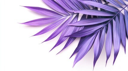 Poster - Purple tropical palm leaves elegantly arranged on a clean white background showcasing vibrant colors and natural beauty.
